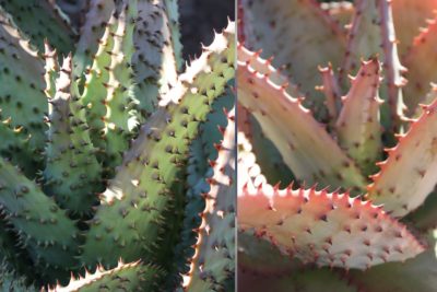 Aloe marlothii before & after stressing (c) Debra Lee Baldwin