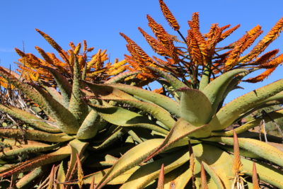 Aloe marlothii (c) Debra Lee Baldwin