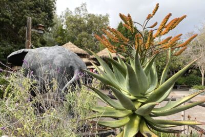 Large aloe with long, horizontal orange flowers: Aloe marlothii (c) Debra Lee Baldwin