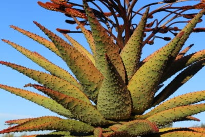 Prickly Aloe marlothii, stressed (c) Debra Lee Baldwin