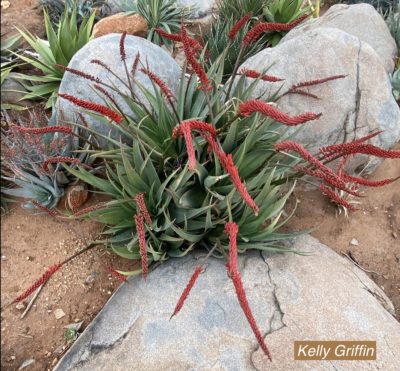 Aloe mawii x A. powysiorum