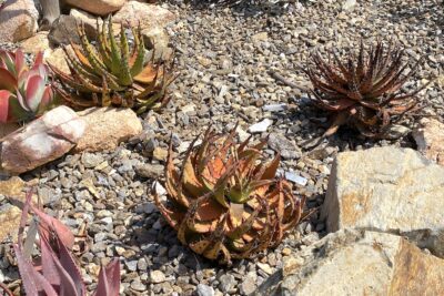 Tight-leaved small aloe with spiny leaves Aloe melanacantha