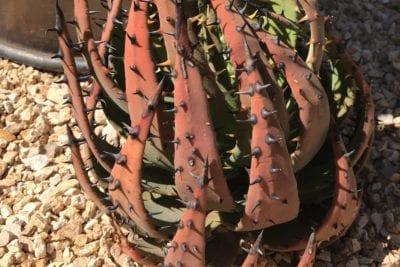 Prickly Aloe melanacantha (c) Debra Lee Baldwin