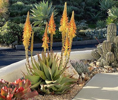 Aloe thraskii Cactus Cacti Succulent Real Live Plant 