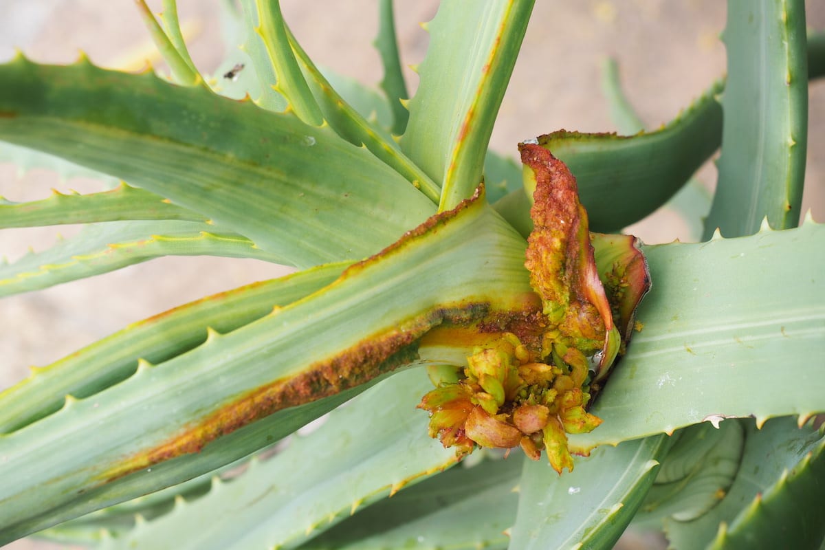 Aloe mite (c) Debra Lee Baldwin