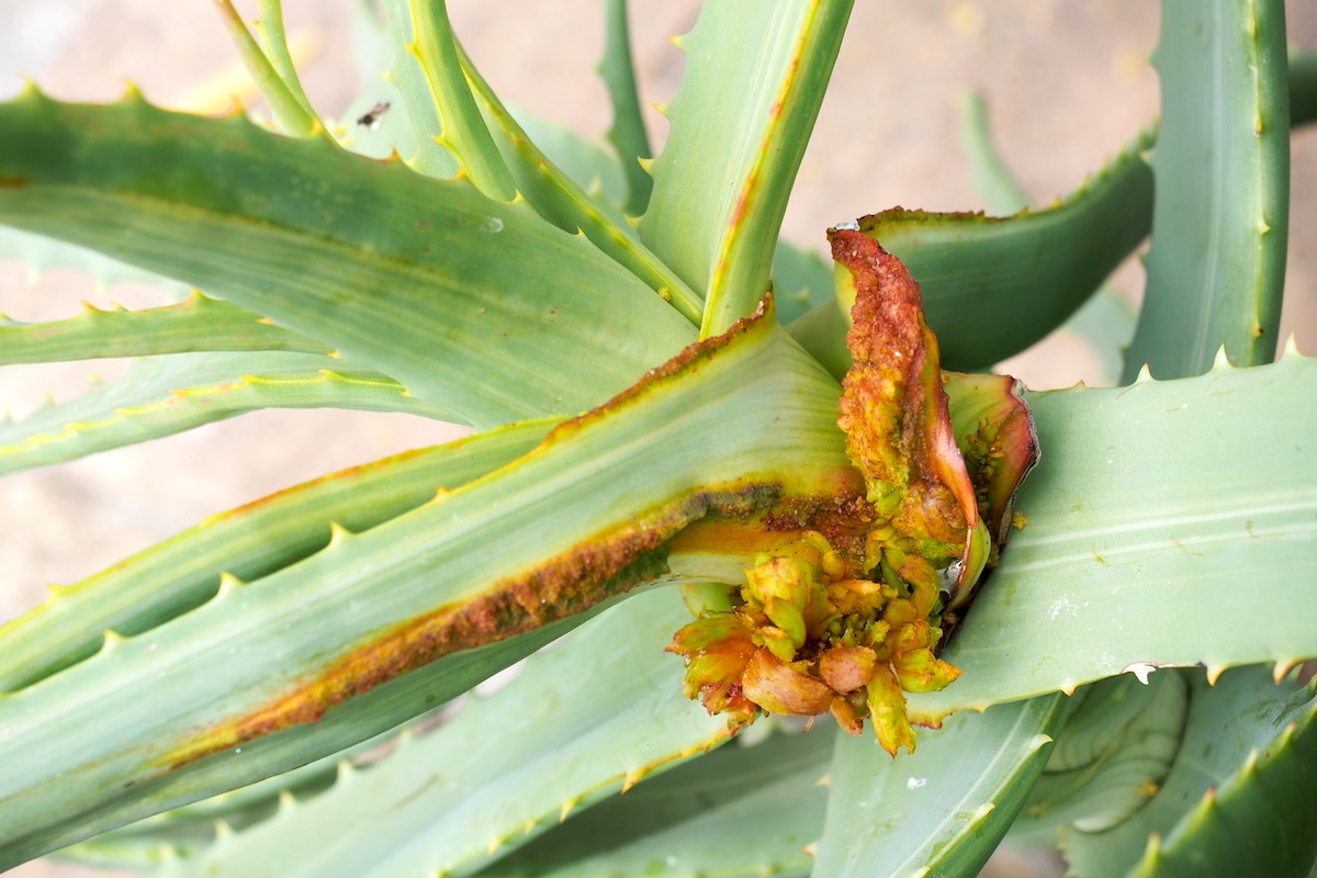 Aloe mite on Aloe arborescens 'Variegata' (c) Debra Lee Baldwin 