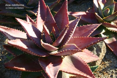 Pink Aloe mitriformis (c) Debra Lee Baldwin