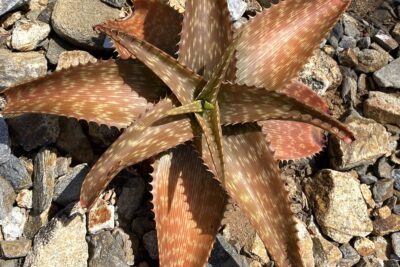 Reddish brown aloe with speckled, banded leaves and serrated edges: Aloe mudenensis (c) Debra Lee Baldwin