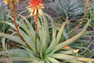 Aloe mutabilis hybrid (c) Debra Lee Baldwin