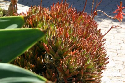 Small Aloe nobilis (c) Debra Lee Baldwin