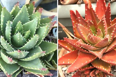 Aloe nobilis before & after stressing (c) Debra Lee Baldwin