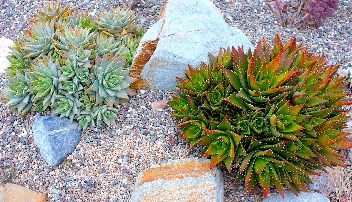 Aloe brevifolia (left) and Aloe nobilis are small aloes that form colonies and do well in gardens. (c) Debra Lee Baldwin 