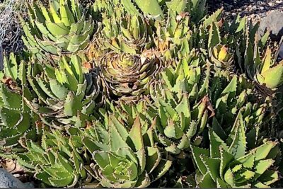 Rabbit eaten Aloe nobilis (c) Debra Lee Baldwin