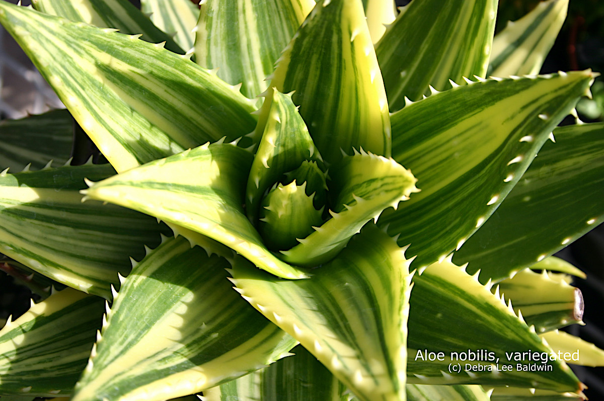 Aloe nobilis, variegated (c) Debra Lee Baldwin