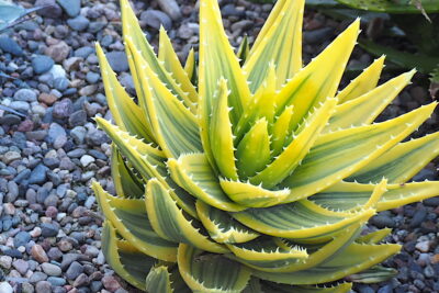 Aloe nobilis, variegated (c) Debra Lee Baldwin