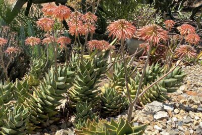 Aloe with fat stacked leaves and parasol coral flowers: Aloe perfoliata (aka A. mitriformis)