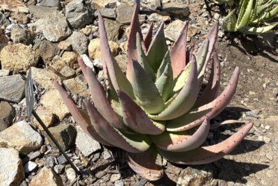 Upright succulent with pinkish leaves: Aloe petricola (c) Debra Lee Baldwin