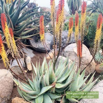 Aloe petricola x marlothii Feb 14 (c) Josh Allen, Fairview Nursery