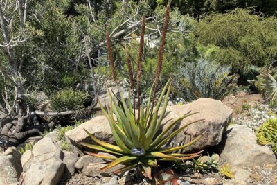 Aloe picata (bottlebrush aloe) Large aloe with flowers that look like tall, skinny bottlebrushes: Aloe picata (c) Debra Lee Baldwin