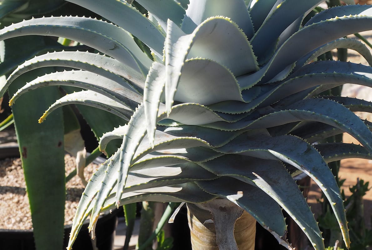 Aloe pillansii at Petras | Debra Lee Baldwin