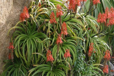 Aloe pluridens (c) Debra Lee Baldwin
