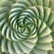 Spiral aloe (Aloe polyphylla) (c) Debra Lee Baldwin