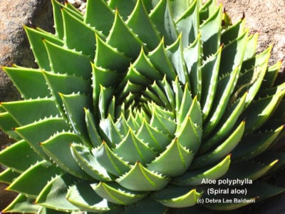 Aloe polyphylla (sprial aloe) (c) Debra Lee Baldwin