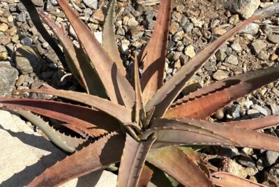 Aloe porphyrostachys (c) Debra Lee Baldwin