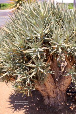 Aloidendron ramosissimum (c) Debra Lee Baldwin