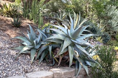 Large blue clustering Aloe rubroviolacea (c) Debra Lee Baldwin