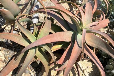 Aloe rubroviolacea x flexifolia at the San Diego Zoo Safari Park (c) Debra Lee Baldwin