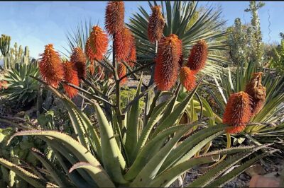 Succulent topped with bottlebrush shaped bright orange flowers Aloe rupestris