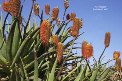 Aloe rupestris (bottlebrush aloe) (c) Debra Lee Baldwin