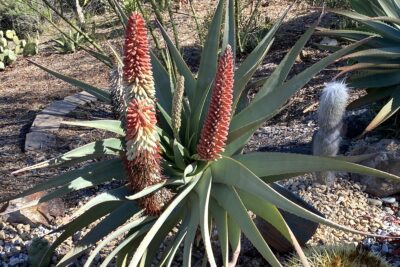 Succulent with cone shaped pink and cream flowers Aloe speciosa