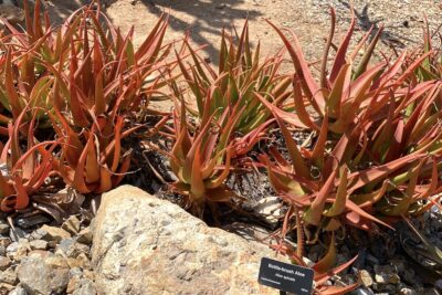 Aloe spicata (bottlebrush aloe) (c) Debra Lee Baldwin