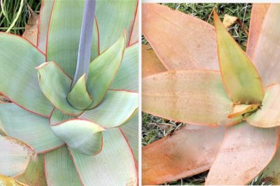 Aloe striata (coral aloe)before & after stressing (c) Debra Lee Baldwin