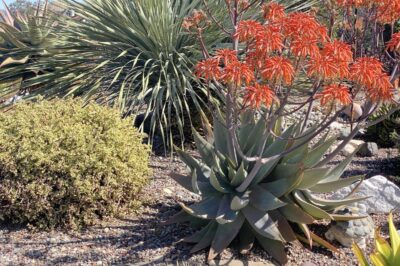 Succulent with bright clusters of red-orange flowers Aloe striata (c) Debra Lee Baldwin