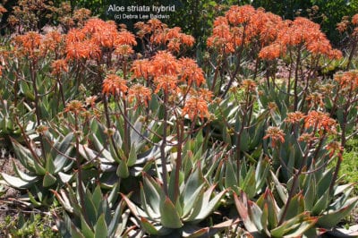 Aloe striata hybrid (c) Debra Lee Baldwin