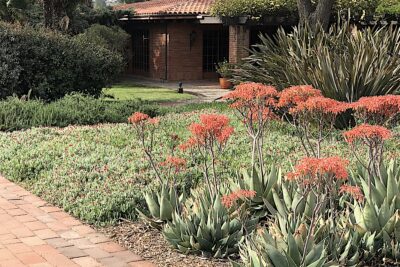 Aloe striata, ice plant, phormiums Succulent driveway (c) Debra Lee Baldwin