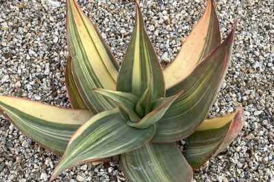 Aloe striata, variegated (c) Debra Lee Baldwin