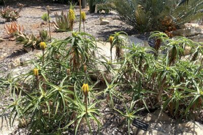 Aloe that's frost hardy: Aloe striatula