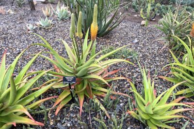 Aloe tauri (c) Debra Lee Baldwin