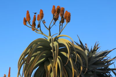 Aloe thraskii (c) Debra Lee Baldwin