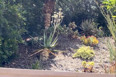 Aloe with white fuzzy flowers (c) Debra Lee Baldwin