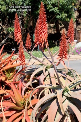 Aloe transvaalensis (c) Debra Lee Baldwin