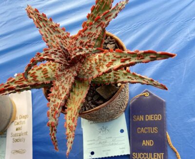 Aloe 'Twizler' at the San Diego Cactus & Succulent Society Show (c) Debra Lee Baldwin