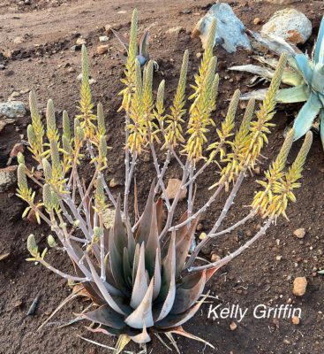 Aloe vacillans Yemen KG
