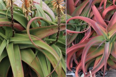 Aloe vanbalenii before & after stressing (c) Debra Lee Baldwin
