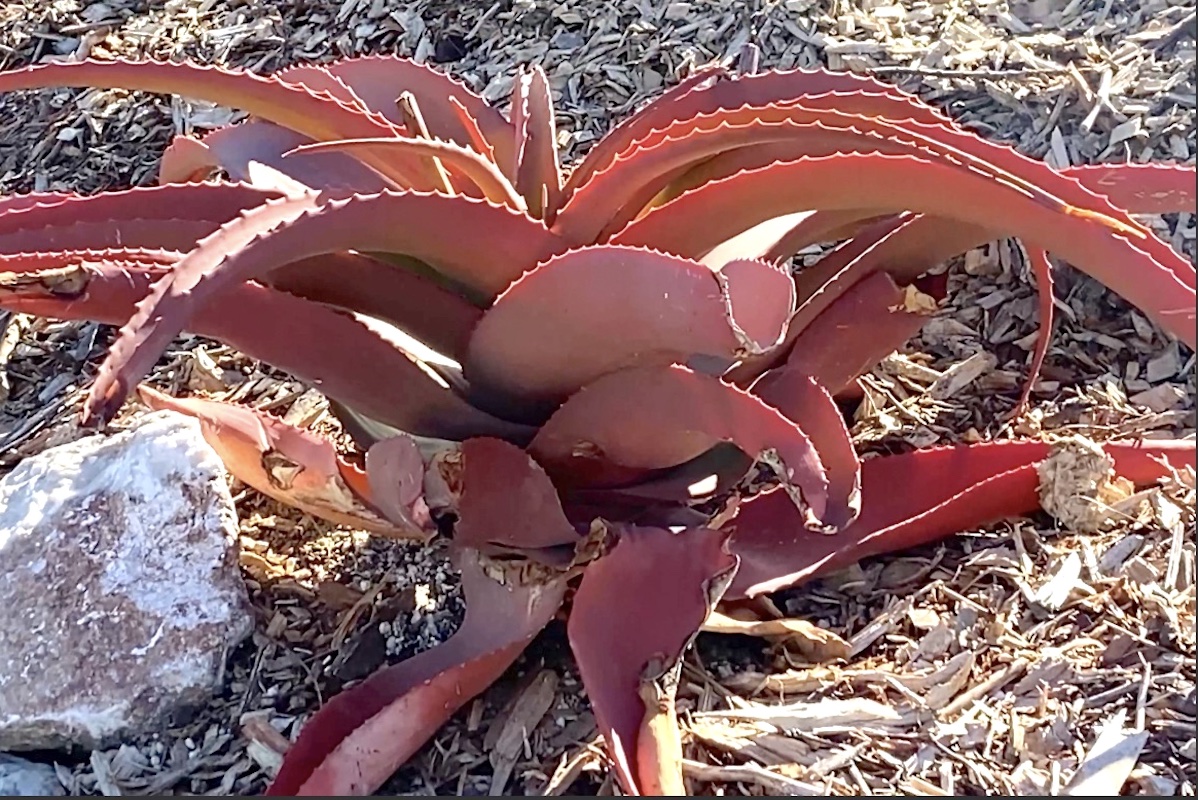 Aloe vanbalenii cutting, newly planted, red