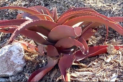 Aloe vanbalenii succulent looks like a red octopus (c) Debra Lee Baldwin